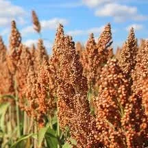 ES ALIZE (semi-timpuriu)