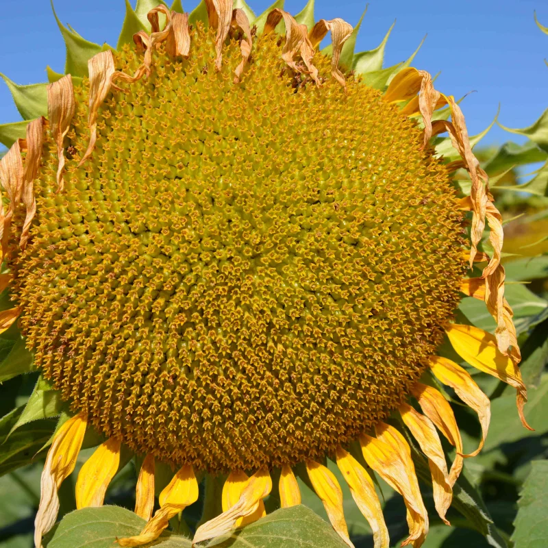 ES CEYLON SU (timpuriu)