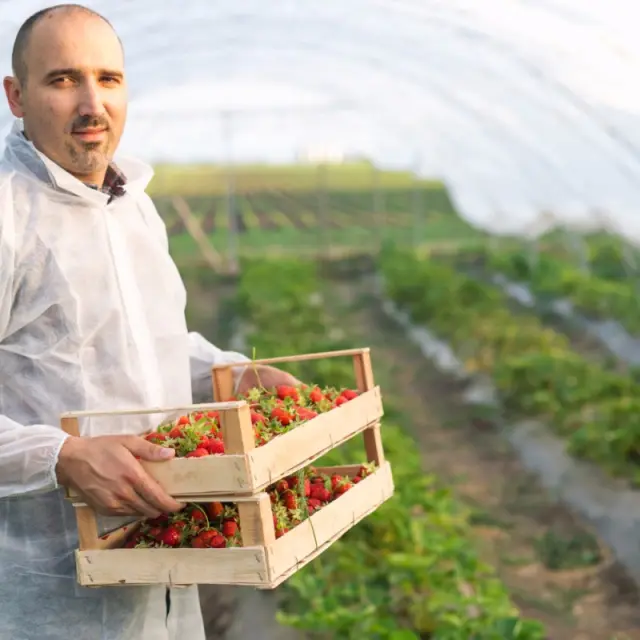 Aplicarea foliară: când ajută și când nu este recomandată