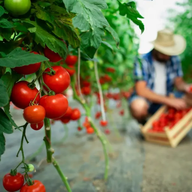 Importanța pH-ului solului în absorbția nutrienților