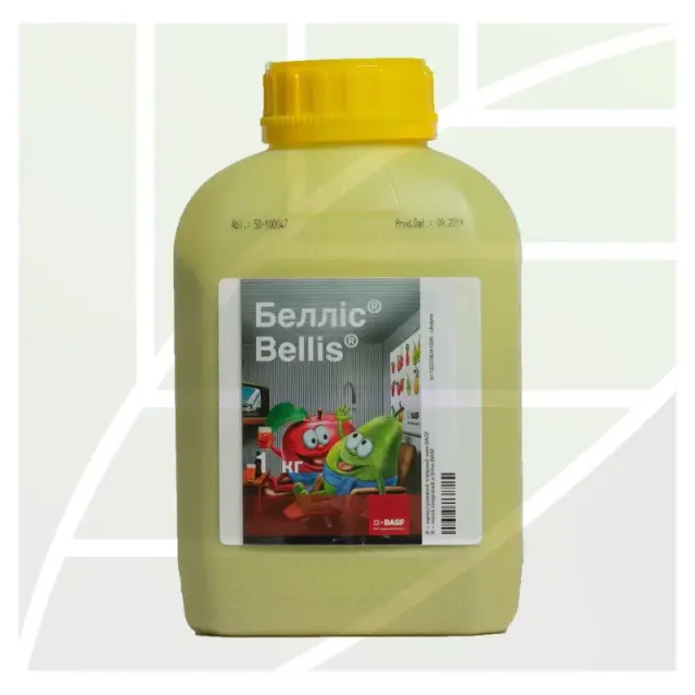 Bellis®