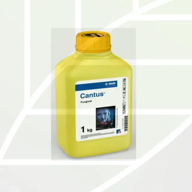 CANTUS